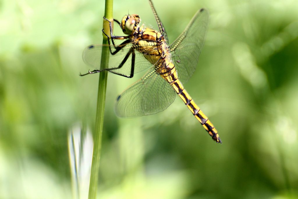 Orthetrum cancellatum maschio?